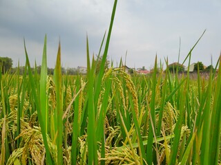 rice that has begun to turn yellow, and is soon ready to harvest