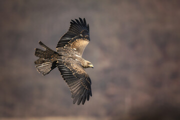 Black kite in the Kellerwald Nationalpark in Germany.