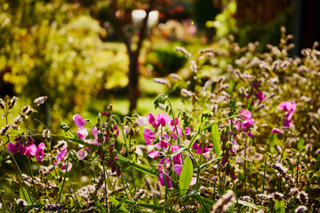 groszek szerokolistny, lathyrus latifolius l.