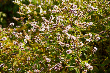 lebiodka pospolita, origanum vulgare l., oregano, majeranek