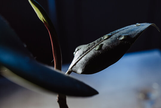 water drop on a leaf