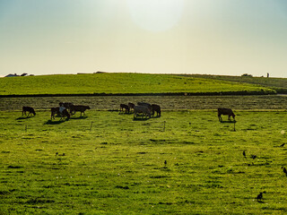 Obraz premium Kühe grasen auf der Weide