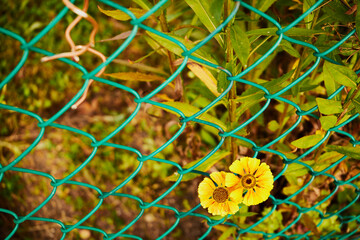 Dzielżan jesienny, Helenium autumnale L.