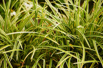 turzyca japońska, Carex morrowii, trawa ozdobna,ogród