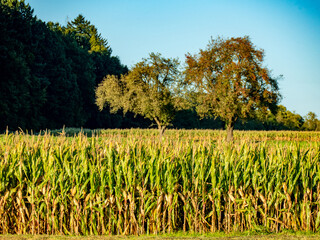 Obraz premium Maisfeld kurz vo der Ernte im Spätsommer
