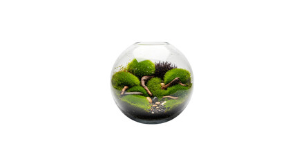 A captivating terrarium isolated on transparent background, featuring lush green moss and delicate plants, creating a miniature ecosystem in a glass container