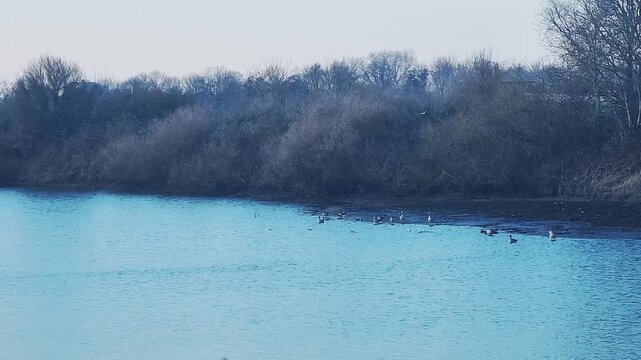 Zahlreiche schiwmmende Wasserv&ouml;gel im Uferbereich der Neuen Weser, hellblaues Wasser, grauer Himmel, nat&uuml;rlich bewachsener Uferbereich.