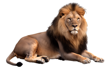 A Realistic Lion Sitting down on the Ground, Transparent Background.