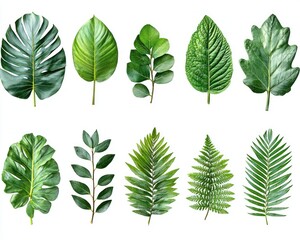 Various vibrant green tropical leaves against a plain white background.  Close-up, diverse shapes