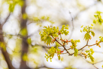Blooming Norway Maple, Acer platanoides, in beautiful light