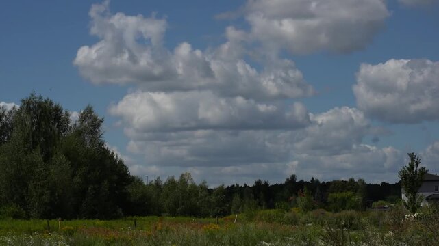 Rural countryside landscape with wild meadow flowers and green forest under dramatic cloudy sky during summer day. Concept of natural wilderness, peaceful countryside and undeveloped land beauty. 