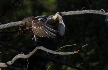 Osprey in Eleven Mile Canyon Colorado