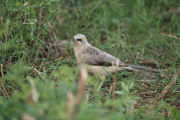 Large Gray Babbler