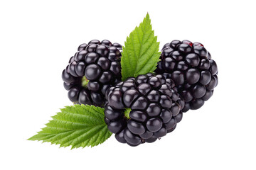 Fresh blackberries with green leaves isolated