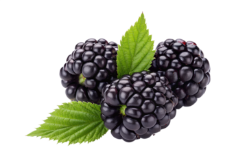 Fresh blackberries with green leaves isolated