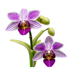 Fototapeta premium Orchid, Photo Botanical Theme Flowers, Transparent Background, PNG File