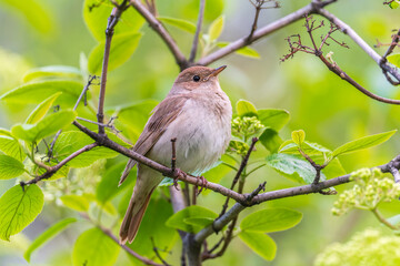 Thrush Nightingale, Luscinia luscinia. A bird sits on a tree branch and sings