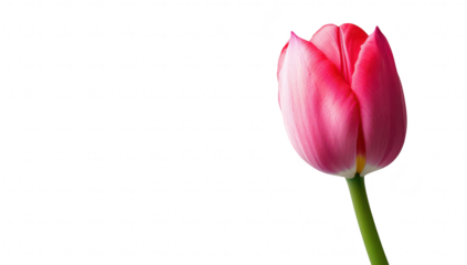 A pink tulip stands elegantly against a minimalistic white background. its delicate petals and green stem. perfect for floral-themed designs or nature-inspired projects