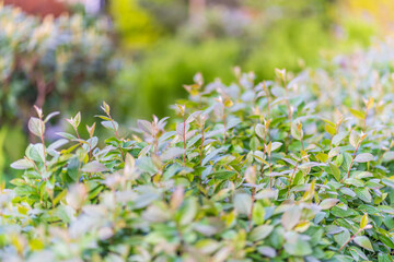 Nature of green leaf in garden at summer. Natural green leaves plants using as spring background cover page environment ecology