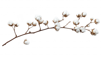 A delicate cotton branch with fluffy white bolls and dried brown stems arranged on a clean white background. the natural beauty and texture of cotton. ideal for textile or nature-themed projects