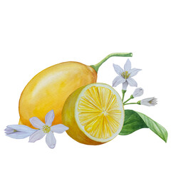 Watercolor lemon set. Half, slice, green leaf, branch of summer tropical fruit. Antiviral health food. Perfect for home decor, card making, cocktail menu.
