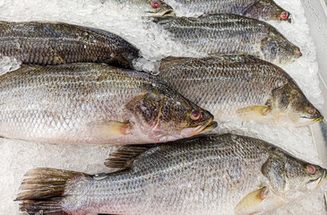 sea bass fish on ice display at fresh market
