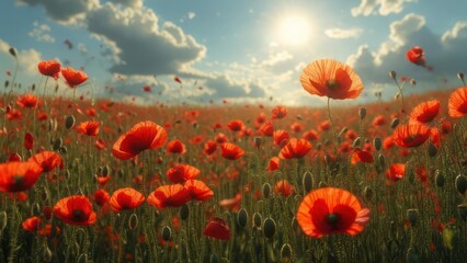 Obraz premium Poppy field under sunny sky