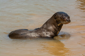 Naklejka premium Giant river otter ,Pteronura brasiliensis, Endangered specie,Cuiabá River,Pantanal, Mato Grosso, Brazil