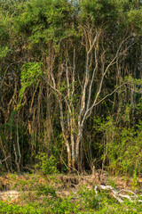 Pantanal forest landscape  and river,Pantanal, Mato Grosso, Brazil.
