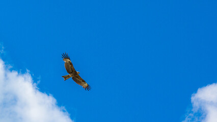 kite in the sky
