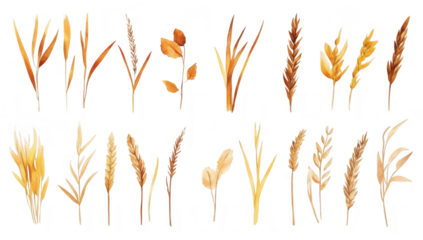 A collection of various dried grass and wheat stems arranged artistically on a white background. their unique shapes and colors. ideal for nature-themed designs or backgrounds