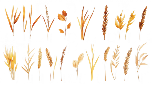 A collection of various dried grass and wheat stems arranged artistically on a white background. their unique shapes and colors. ideal for nature-themed designs or backgrounds - Powered by Adobe