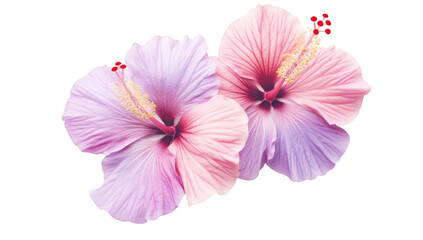 Fototapeta premium Two hibiscus flowers in shades of pink and purple. delicate petals and intricate details. against a clean white background. ideal for nature-themed designs or floral arrangements