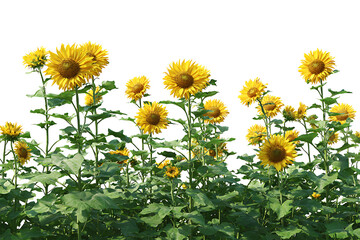 Golden sunflowers in full bloom against a clean white backdrop, perfect for adding vibrant beauty to any project or design