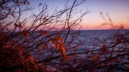 Branches of a tree with leaves in the foreground, overlooking the ocean at sunset.