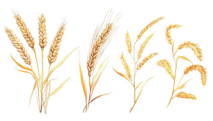 A collection of hand-drawn wheat stalks various types and stages of growth. set against a clean white background. ideal for agricultural themes and educational purposes