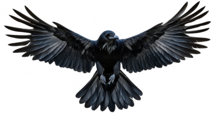 A majestic black raven with outstretched wings soaring through the air. its detailed feathers and powerful presence against a stark white background. ideal for nature-themed projects