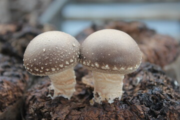 Korean edible mushroom farm grows shiitake, oyster, and king oyster mushrooms organically. Used in cooking, they support health with antioxidants and immune benefits.