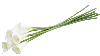 A beautiful arrangement of white calla lilies tied together with a green stem. their elegant shape and color. perfect for weddings or special occasions. against a clean white background © kageyama