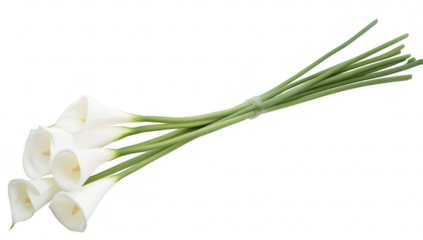 A beautiful arrangement of white calla lilies tied together with a green stem. their elegant shape and color. perfect for weddings or special occasions. against a clean white background