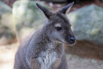 The Tammar Wallaby is small animal and cute in Australia