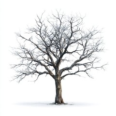 Solitary Tree Silhouette: A stark, beautiful tree stands isolated, its bare branches reaching upwards, a symbol of resilience against a clean backdrop.