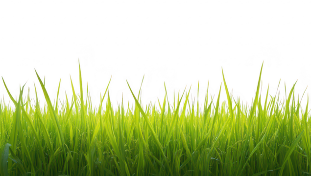 Lush green grass swaying gently in the breeze under a clear sky. creating a serene natural landscape ideal for outdoor activities. relaxation. and nature-inspired themes