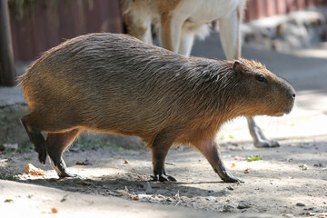 A capybara animal in a zoo on a sunny day