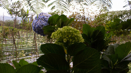 Blue Hydrangea Flower Close Up
