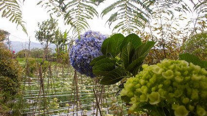 Blue Hydrangea Flower Close Up