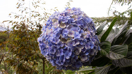 Blue Hydrangea Flower Close Up
