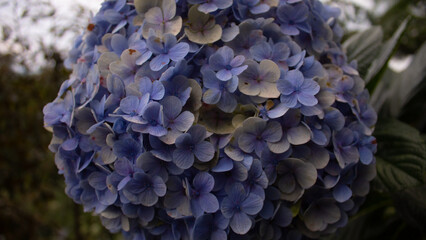 Blue Hydrangea Flower Close Up