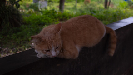 Cat Relaxing Outdoors on Wooden Surface