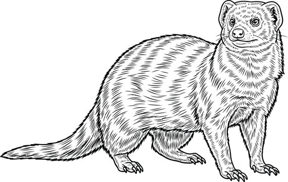 Detailed mongoose illustration on a plain background, line art